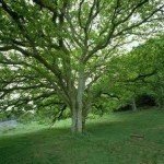 Texto motivacional – A árvore dos problemas