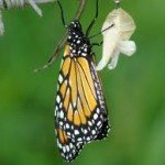 Texto motivacional – A borboleta no casulo