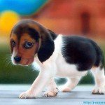Texto motivacional – O cachorro manco