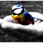 Texto motivacional – O sábio e o pássaro