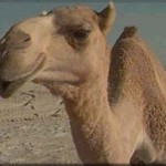 Texto motivacional – Filosofia do camelo