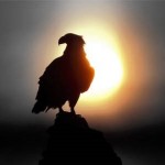 Texto motivacional – A águia e as galinhas