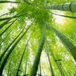 Texto motivacional – O Bambu Chinês