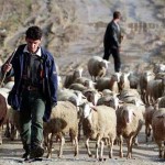 Texto motivacional – O pastor de ovelhas