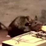 O Rato e a Ratoeira – Vídeo motivacional que é uma verdadeira lição de vida!