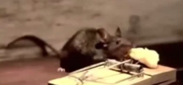 O Rato e a Ratoeira – Vídeo motivacional que é uma verdadeira lição de vida!